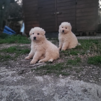 Cane pastore maremanno