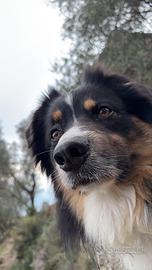 Pastore australiano per monta