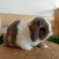 Coniglio ariete minilop