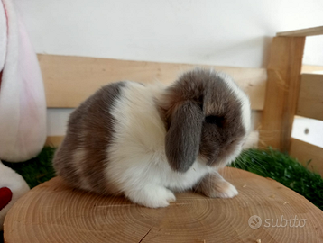 Coniglio ariete minilop