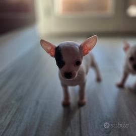Cucciola chihuhua femmina