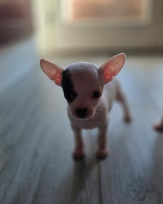 Cucciola chihuhua femmina