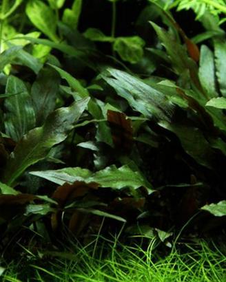 Cryptocoryne Moehlmannii