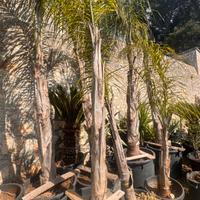 Palme Cocus Varie Dimension