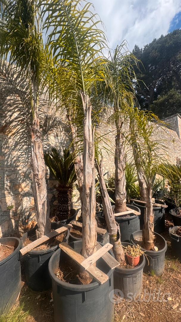 Palme Cocus Varie Dimension - Giardino e Fai da te In vendita a Bari