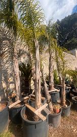 Palme Cocus Varie Dimension