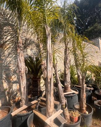 Palme Cocus Varie Dimension