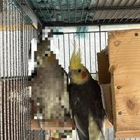 Pappagallo calopsite