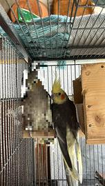 Pappagallo calopsite