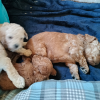 Cuccioli di BARBONE NANO
