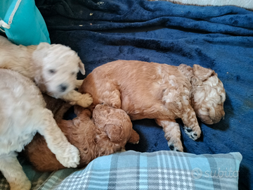 Cuccioli di BARBONE NANO