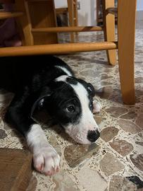 Cucciole di madre amstaff e padre meticcio