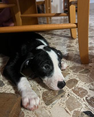 Cucciole di madre amstaff e padre meticcio