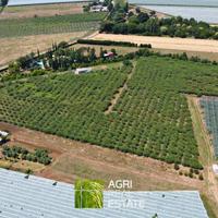 Cisterna di LT - Terreno 3,2 HA con kiwi | TR426