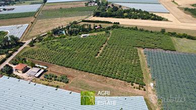 Cisterna di LT - Terreno 3,2 HA con kiwi | TR426