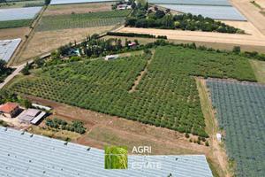 Cisterna di LT - Terreno 3,2 HA con kiwi | TR426