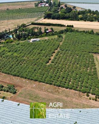 Cisterna di LT - Terreno 3,2 HA con kiwi | TR426