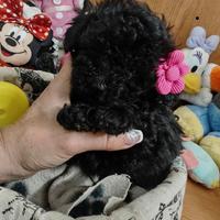 Barboncini black silver