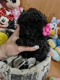 Barboncini black silver