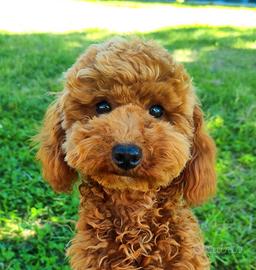 Barboncina red con pedigree Enci e test genetici