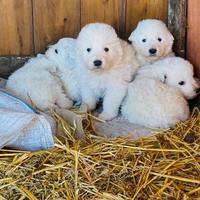 Cuccioli Pastore Maremmano Abruzzese