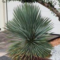 Yucca Rostrata 