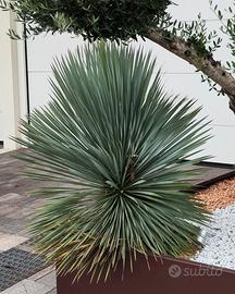 Yucca Rostrata 