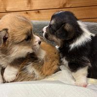 PEMBROKE CORGY cuccioli