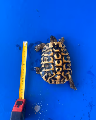 Tartaruga maschio