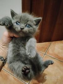 British shorthair blu