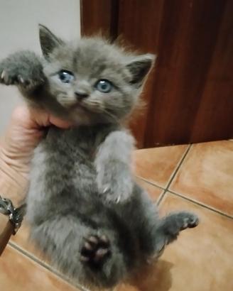 British shorthair blu
