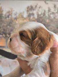 Cavalier king cuccioli pedigree Enci