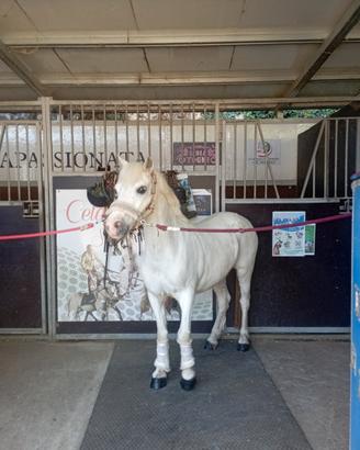 Pony welsh x scuola e salto