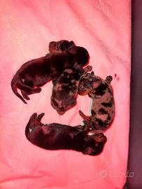 Cuccioli Bassotto kaninchen/nano