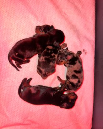 Cuccioli Bassotto kaninchen/nano