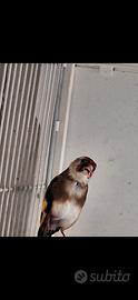 Cardellina favata