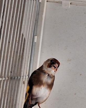 Cardellina favata
