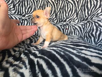 Chihuahua maschio vero toy 130 giorni dolcissimo