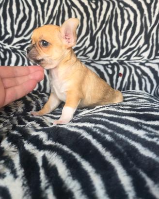 Chihuahua maschio vero toy 130 giorni dolcissimo