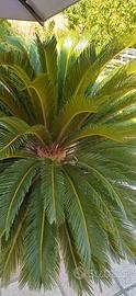 Cycas