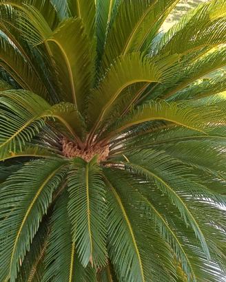 Cycas