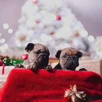 Cuccioli di Bulldog Francese con Pedigree ENCI