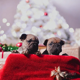 Cuccioli di Bulldog Francese con Pedigree ENCI