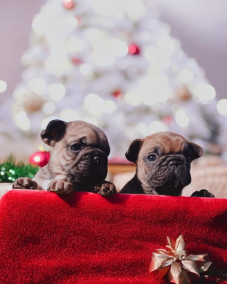 Cuccioli di Bulldog Francese con Pedigree ENCI