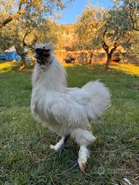 Gallo Moroseta
