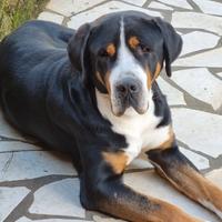 Cuccioli femmina Gran Bovaro svizzero