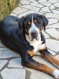 Cuccioli femmina Gran Bovaro svizzero