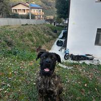 Cane corso per monta
