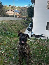 Cane corso per monta
