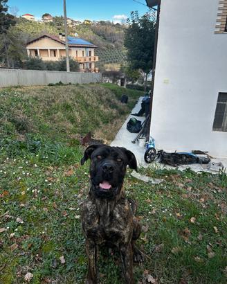 Cane corso per monta